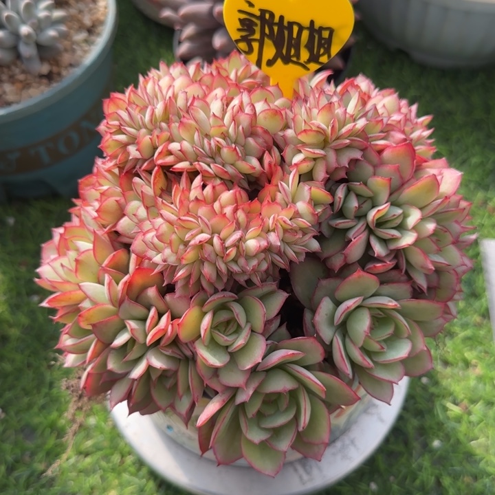 郭***姐牡丹亭差价多肉植物