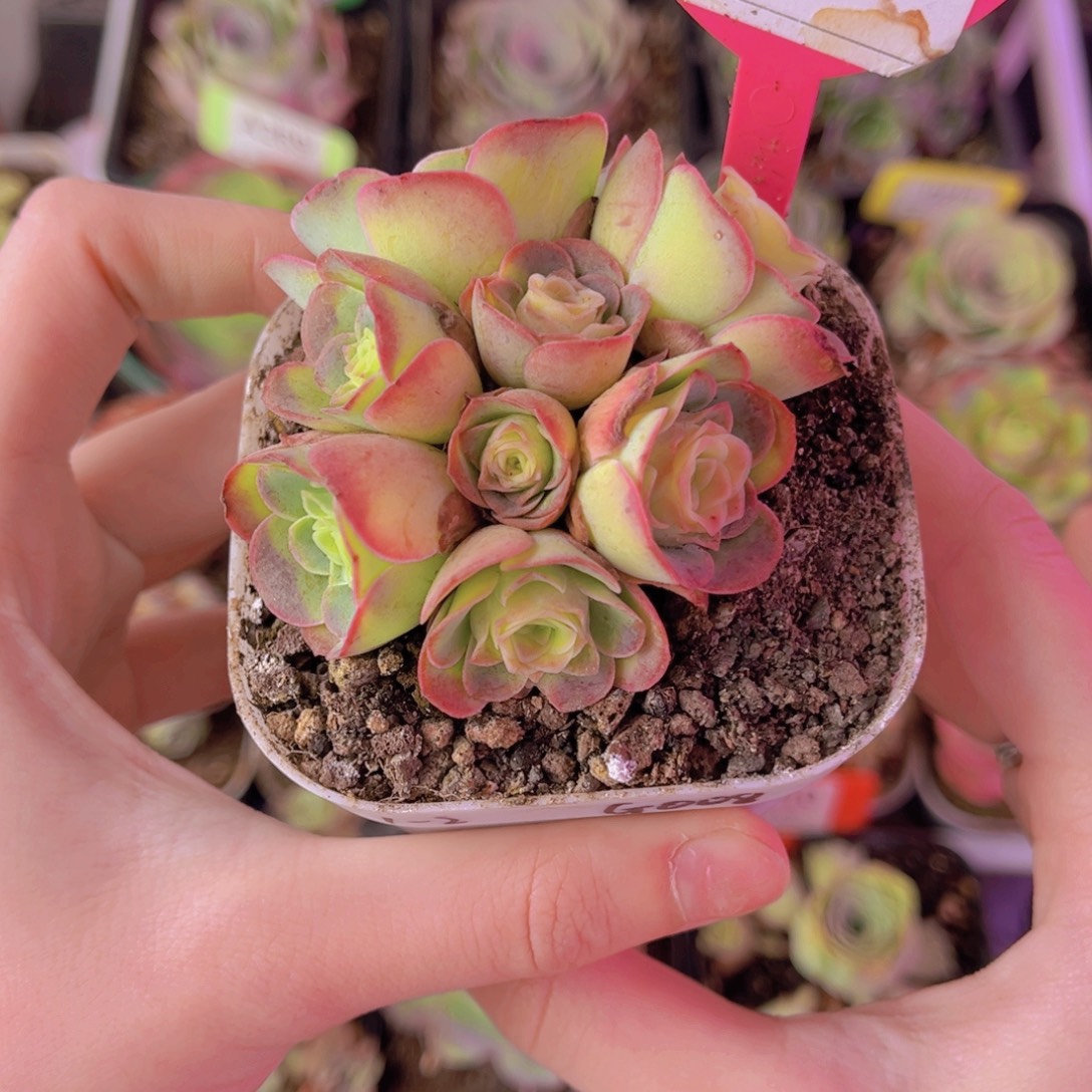 瑾***甜单品一物一拍418号