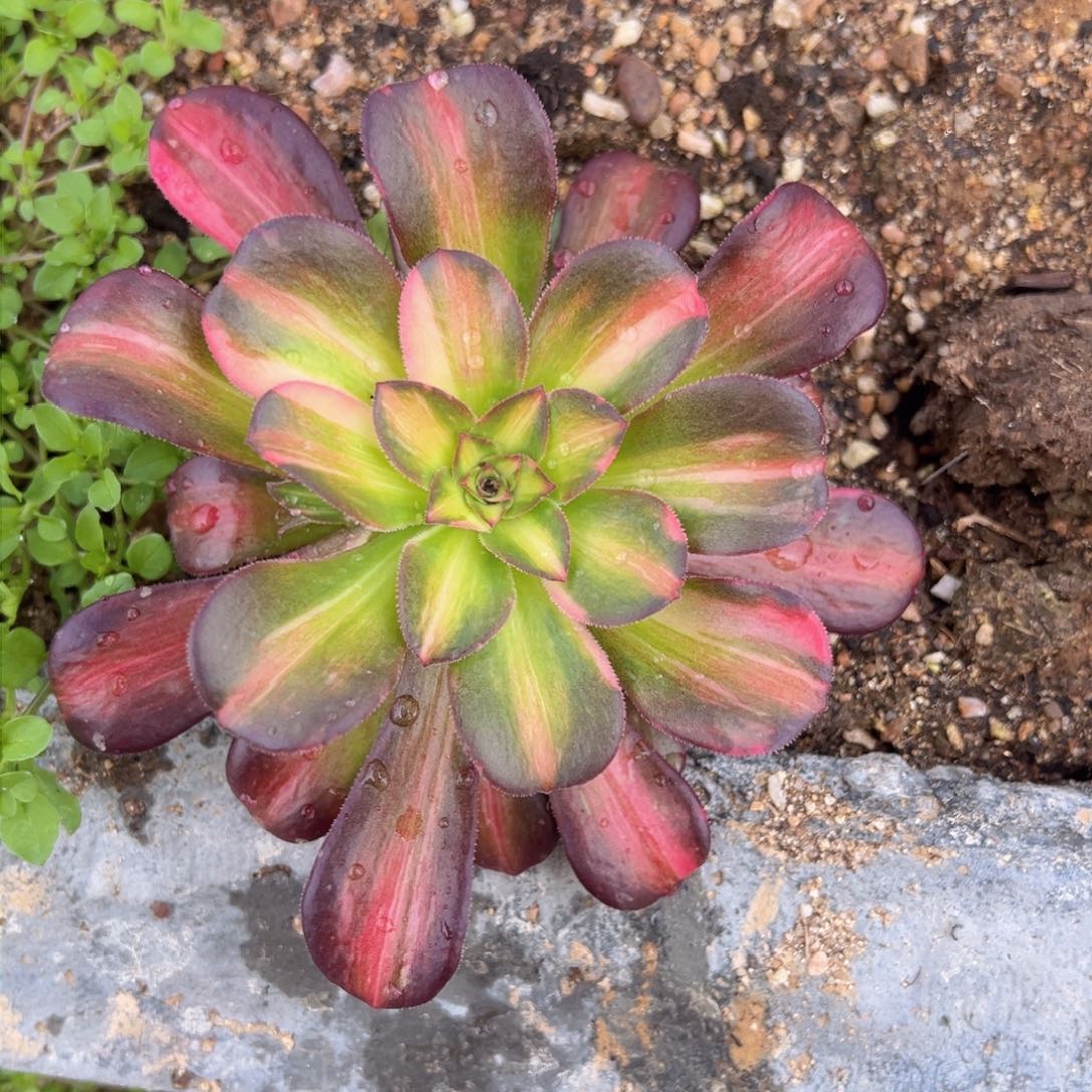 满18包邮流星雨小手捧多肉植物