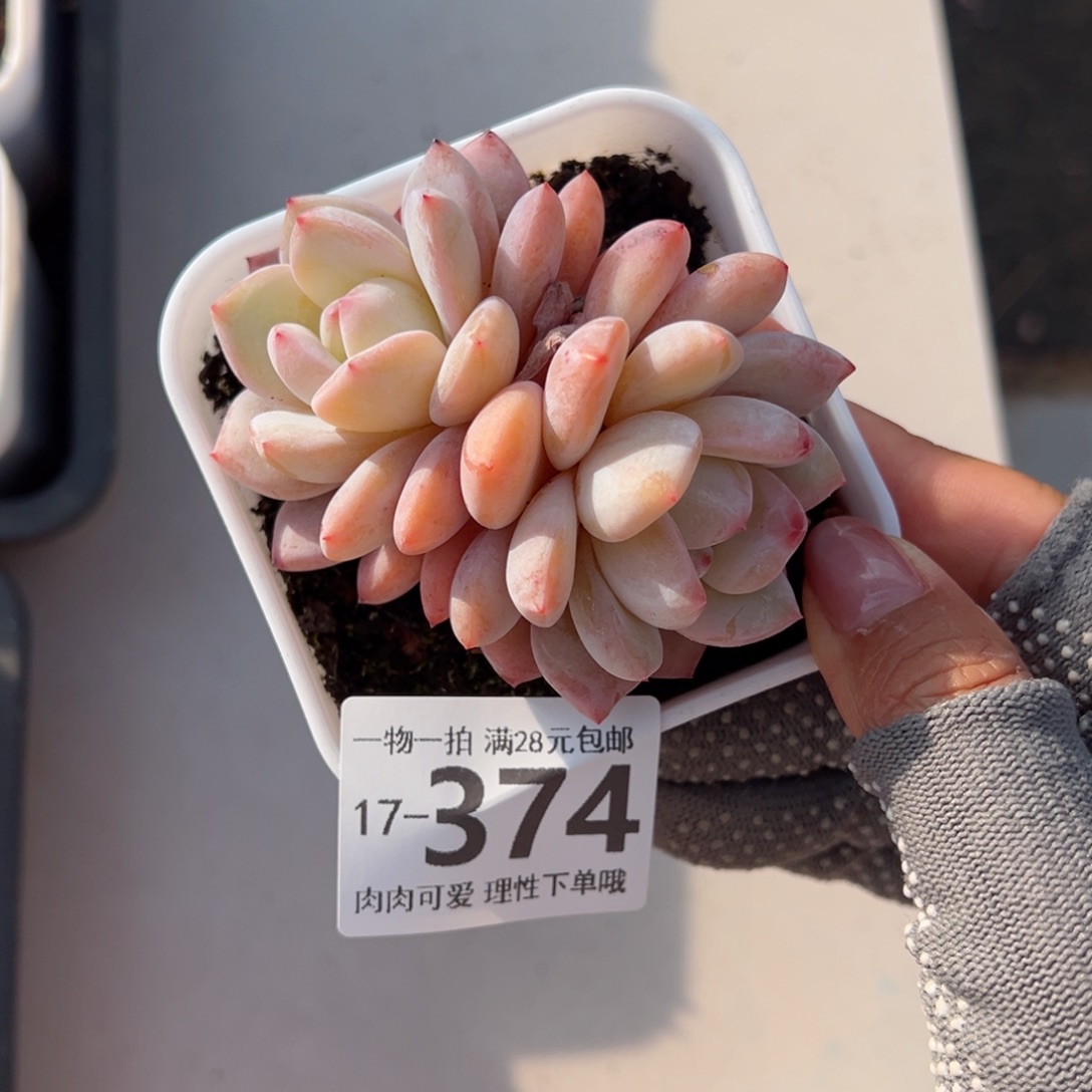 橙梦露多肉多肉多肉