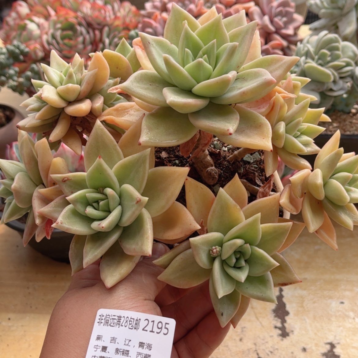 【闪购商品】2195黄金表丽娜