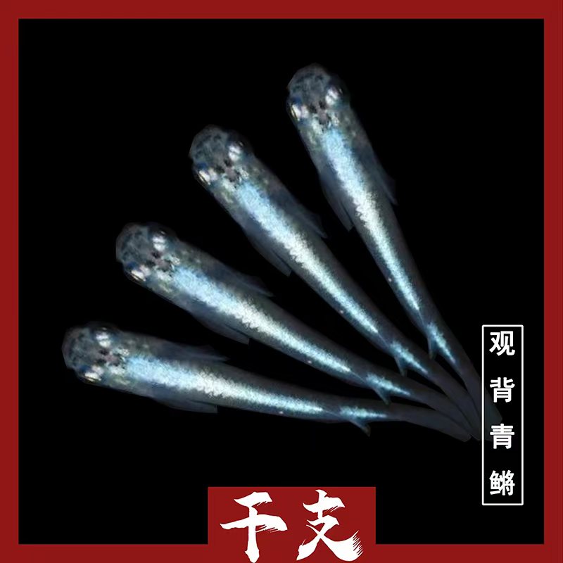 观背青鳉鱼银干支淡水冷水群游鱼繁殖组好养耐活不打氧不加温