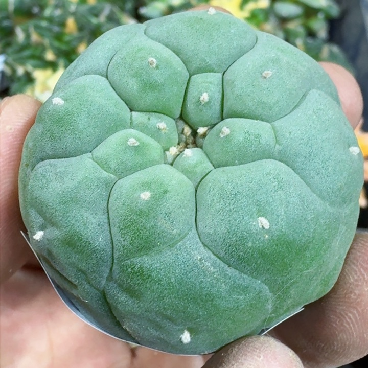 福利苗接白肌佛头765