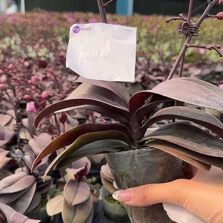 小***舞大部分开放少量花苞10