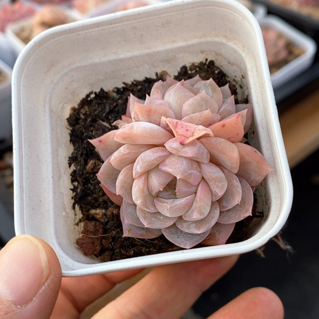 精品多肉一物一拍不包整166