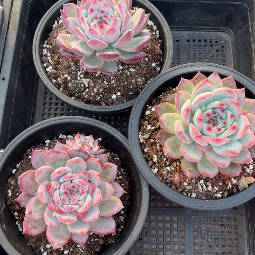 4270量肉肉肉肉肉肉