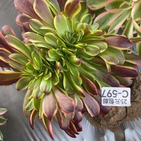 597欧嘉莉缀满25包邮多肉