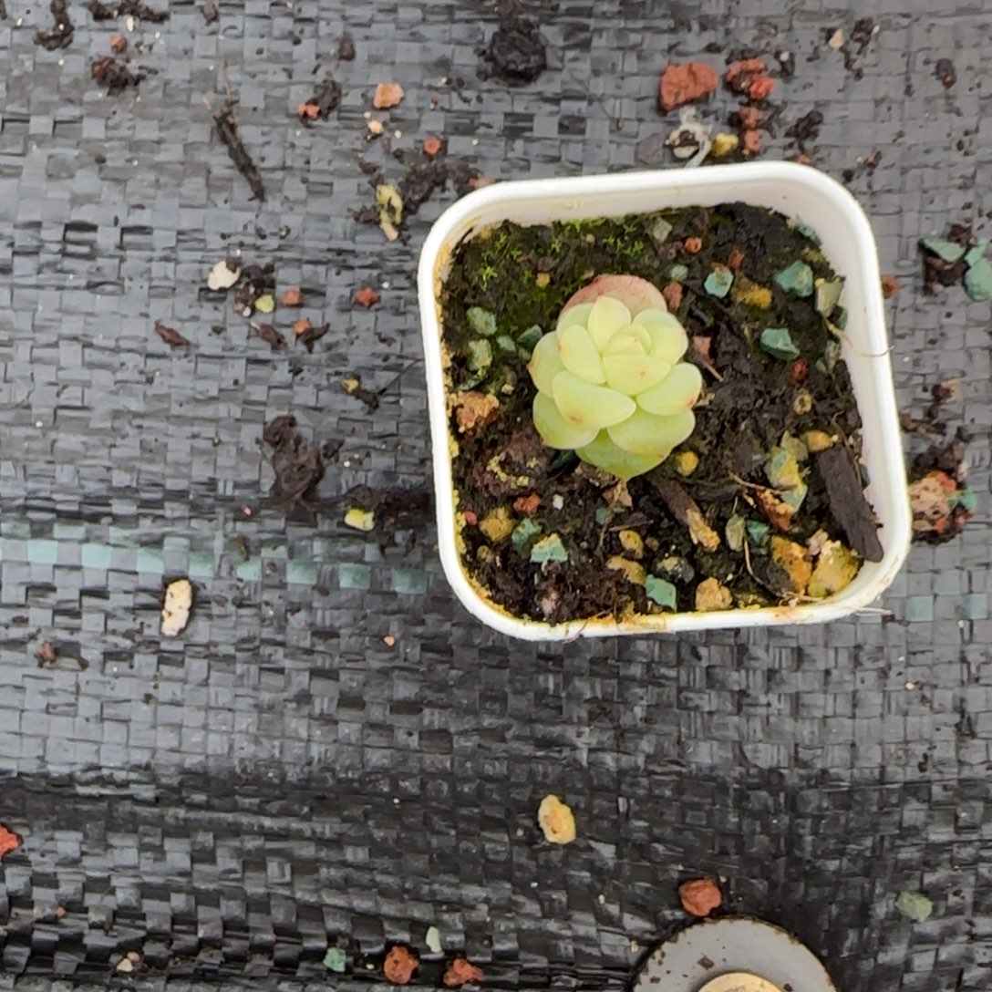 默***默小极光盆3床一个满25包邮