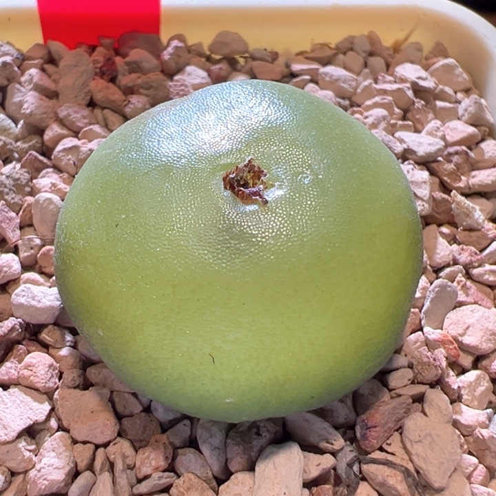 小***蚁400。 2.4尺寸超大哈默灯泡。  