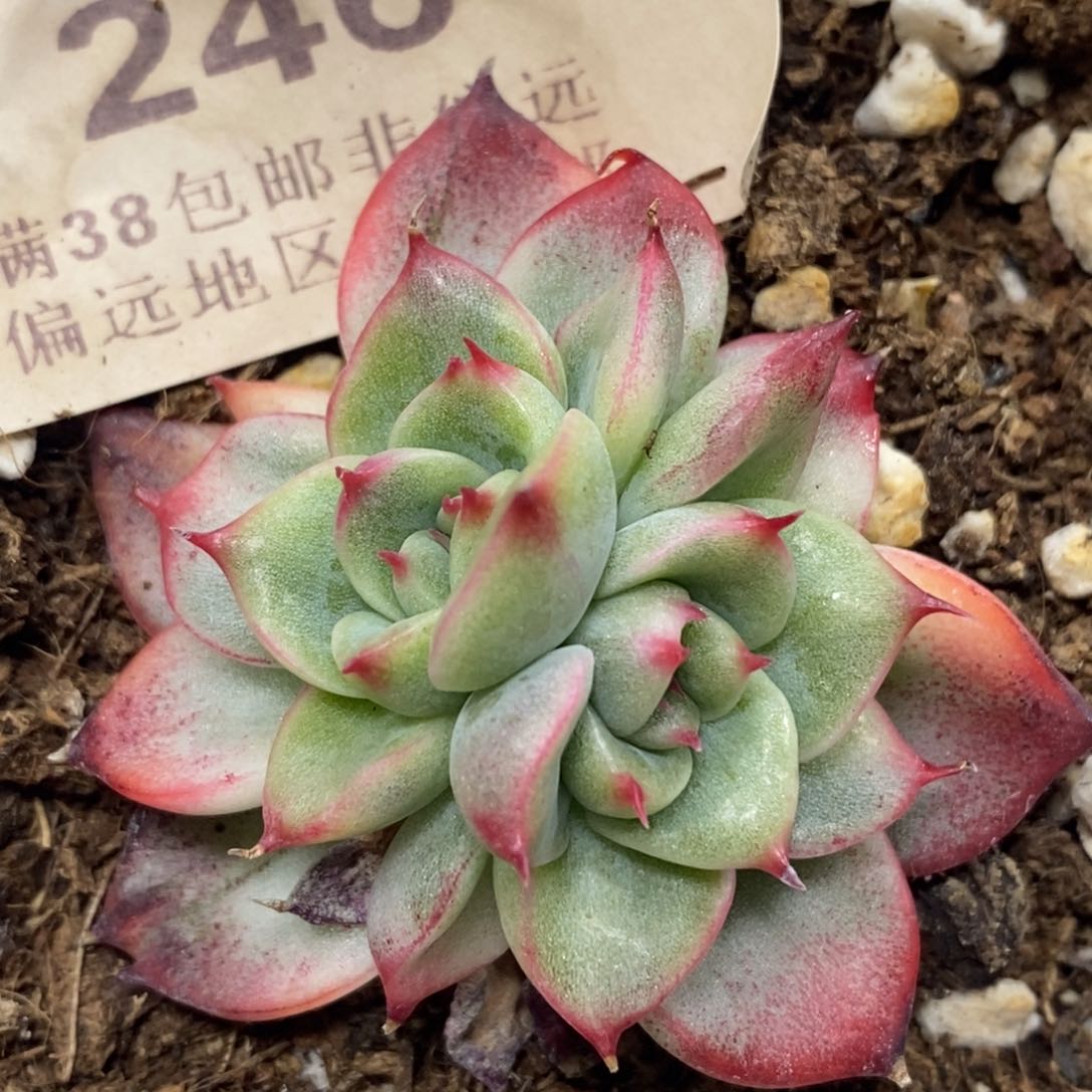 246佛洛瑞安娜锦自然双头