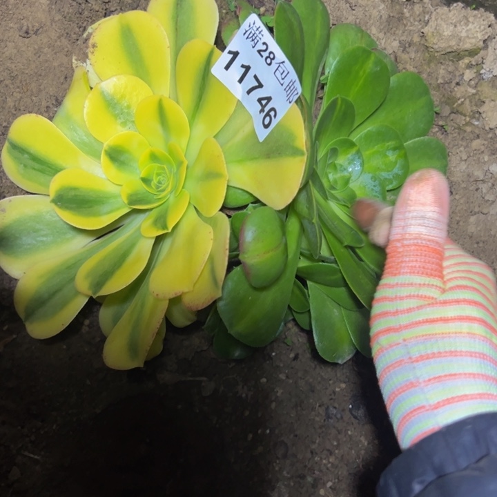 11746黄金多肉植物