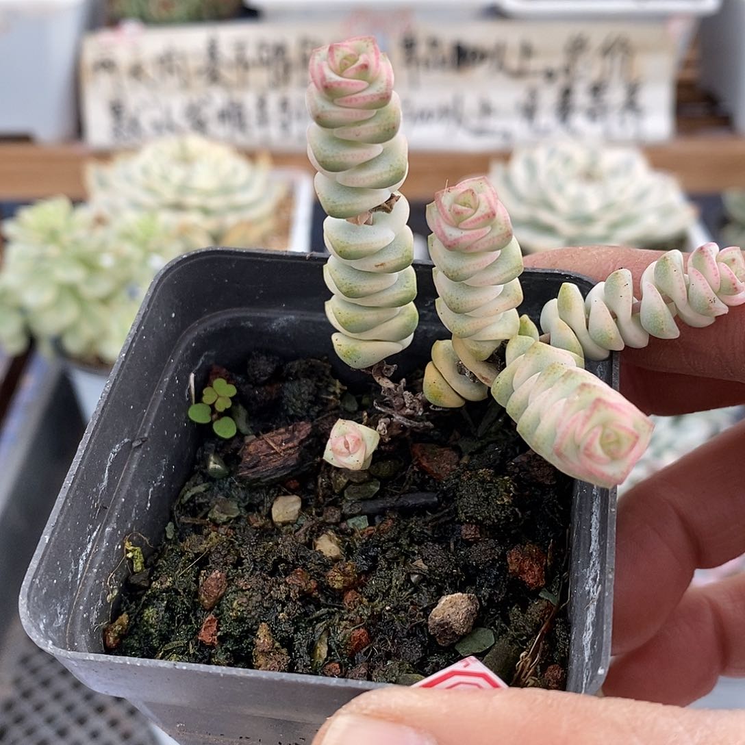 16173 钱串锦多肉