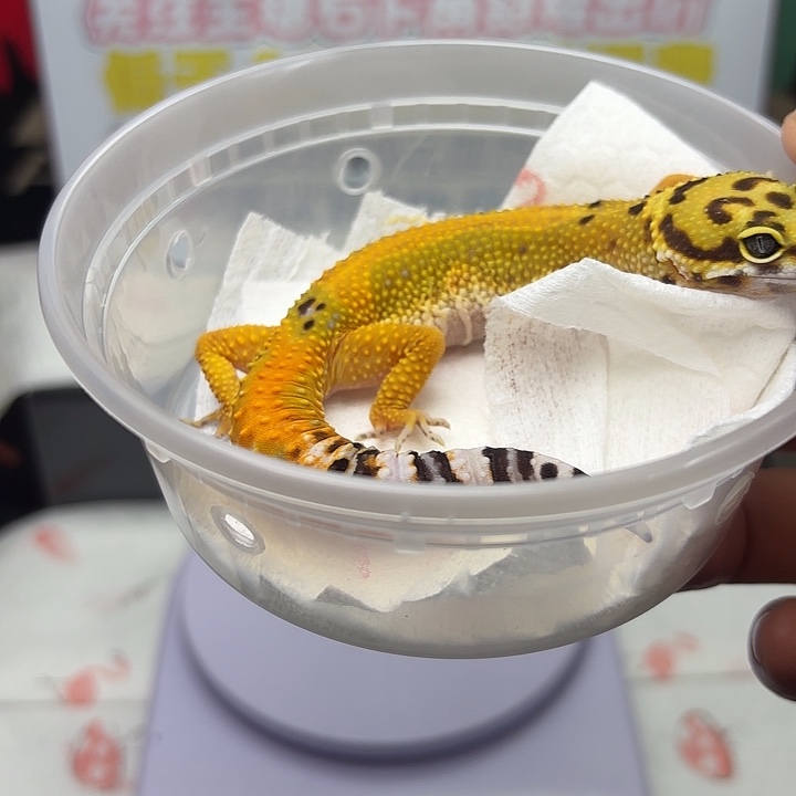 豹纹守宫血翡翠妹妹V163