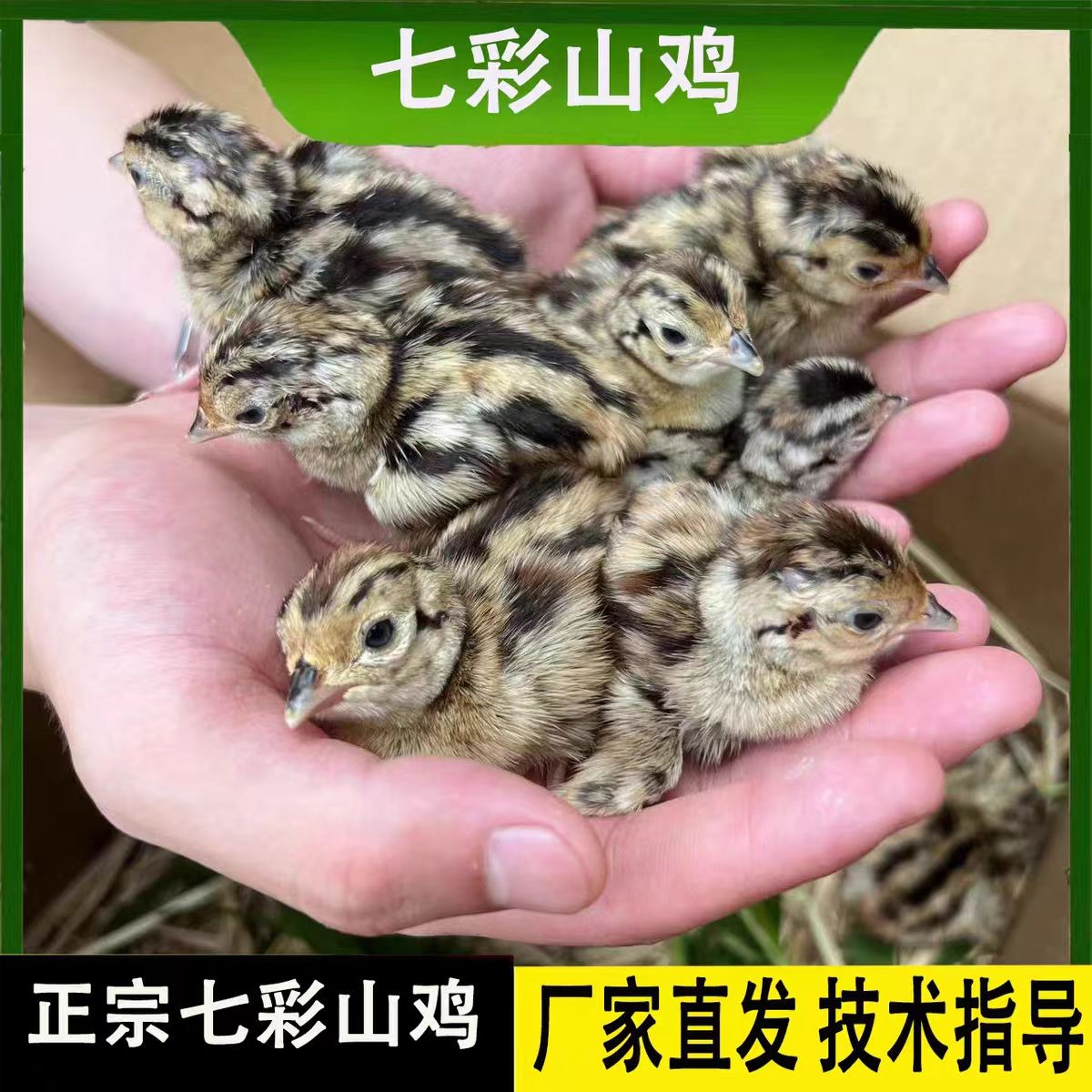 【宠物鸡】七彩山鸡活体顺丰包邮（假一赔十）