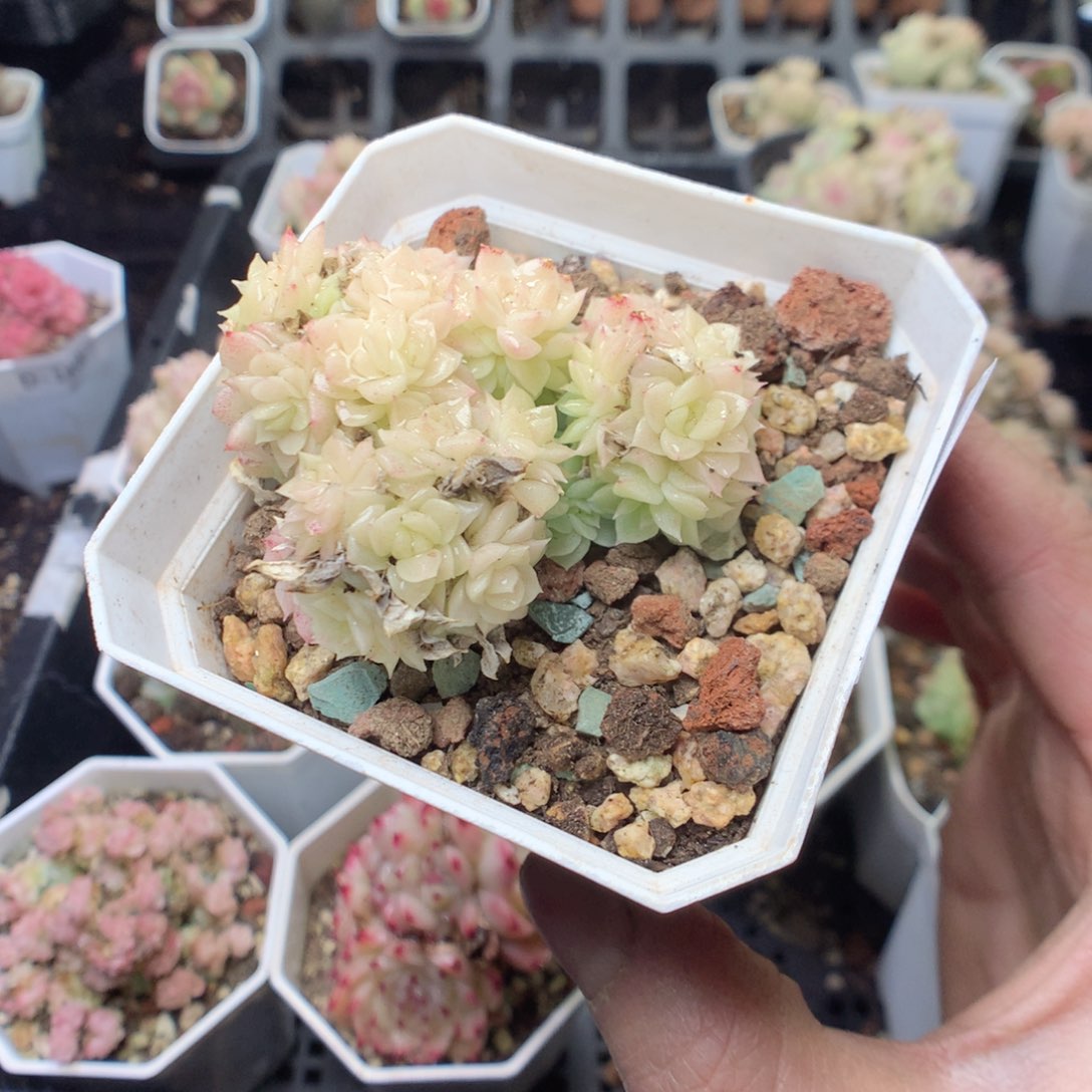 无花朵D190。yyyyyyy