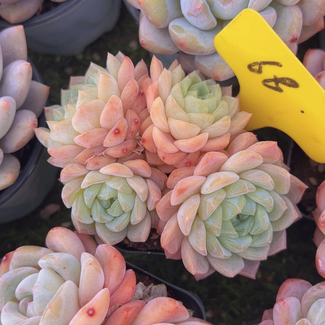 香玉的故事是一个人的故事吗