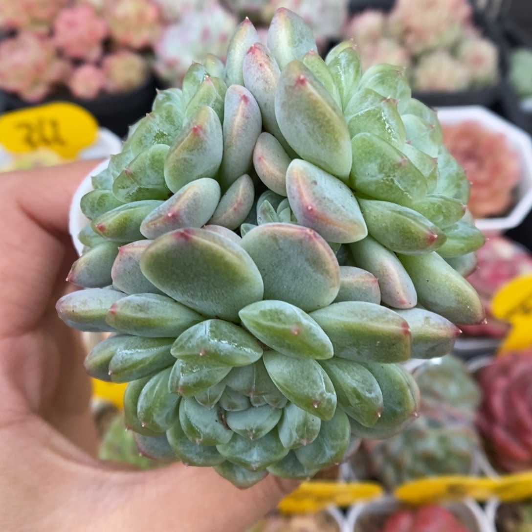 纸鸢群生可拍463号