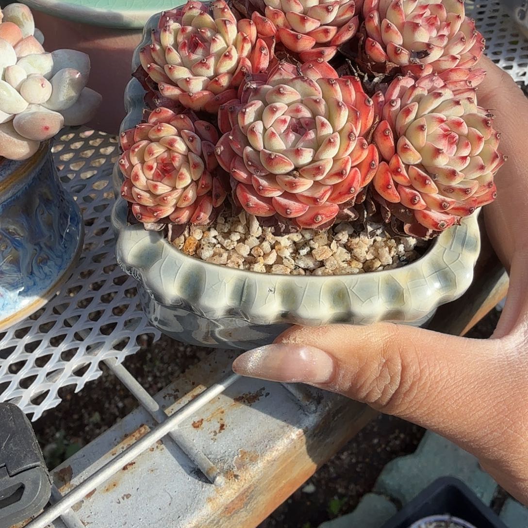 粉姬莲不带盆多肉植物