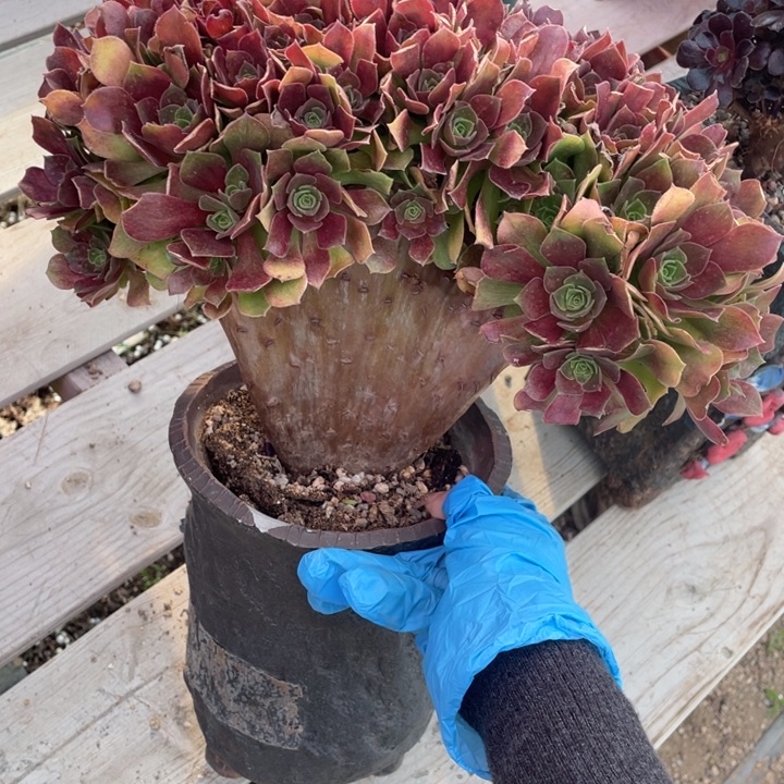 多肉多味又可防脱