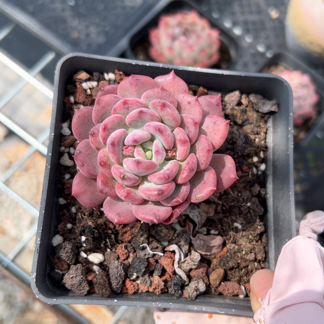 玛瑙（满38包邮）多肉