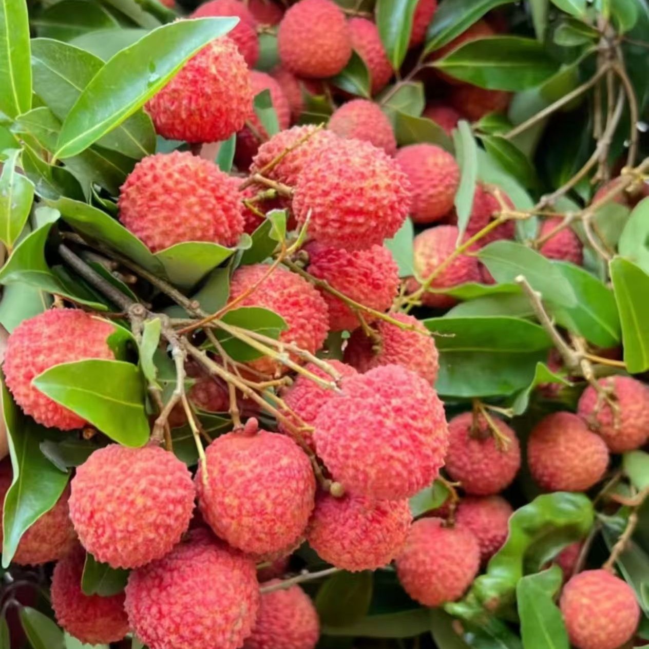 【直播福利】荔枝+哈密瓜+李子【3选2】广东省