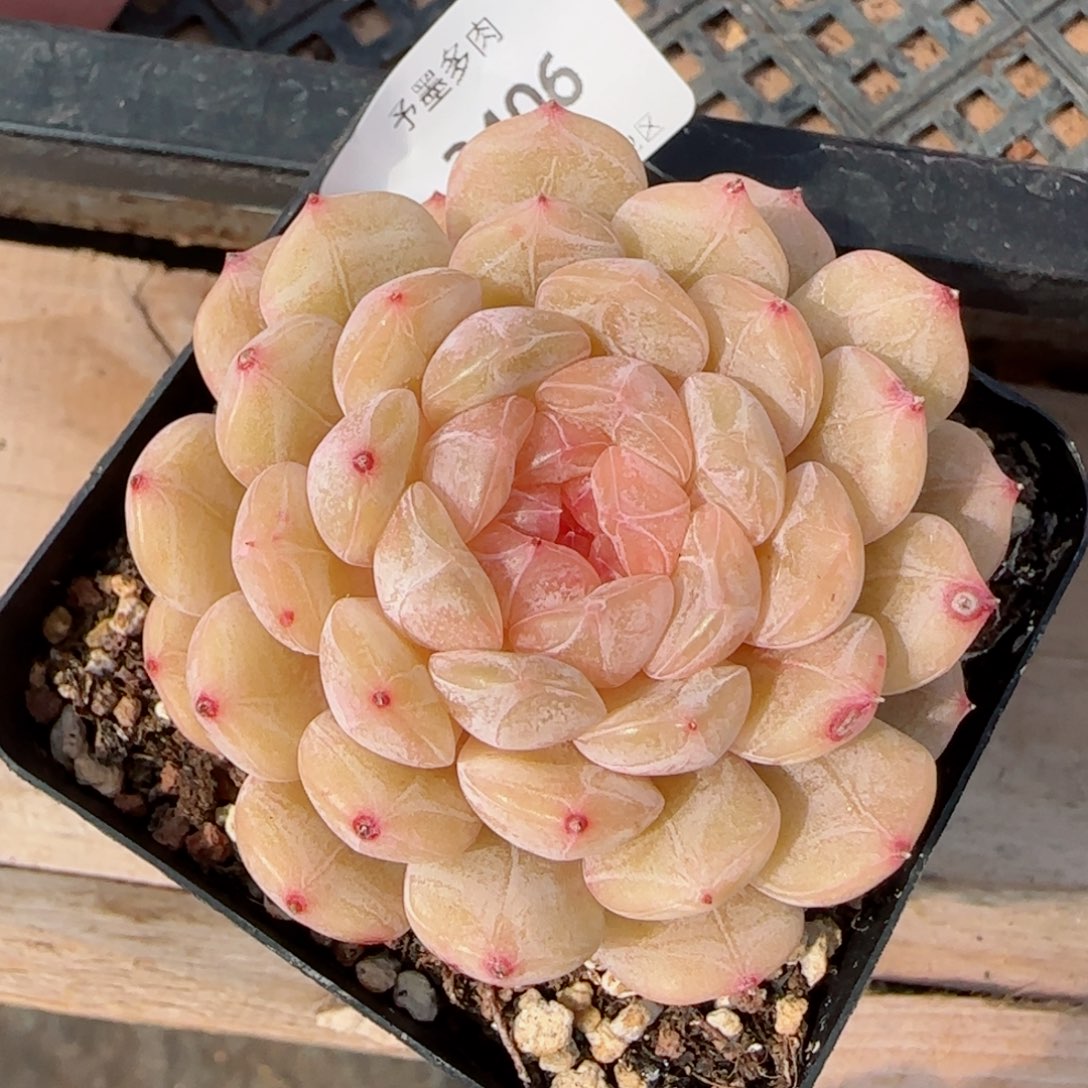 白恋，2406多肉植物