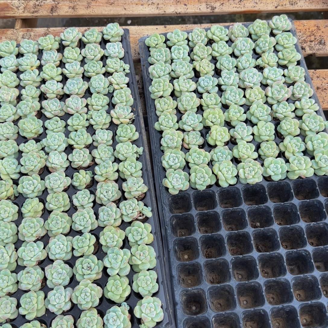 9颗一组紫心冰玉单头（3公分