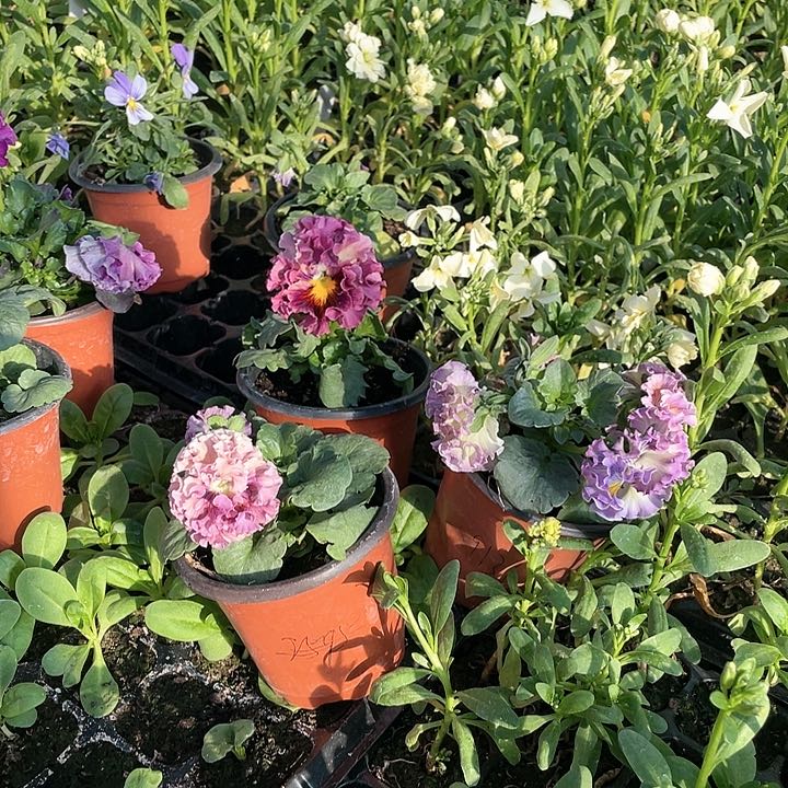 无花朵草**吗4盆9131