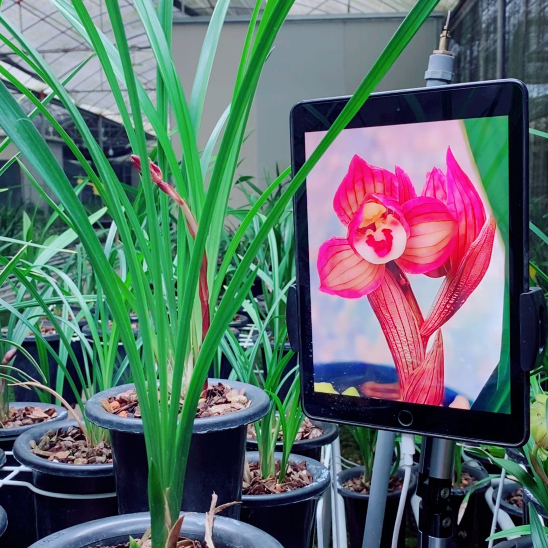 大部分花苞少量开放