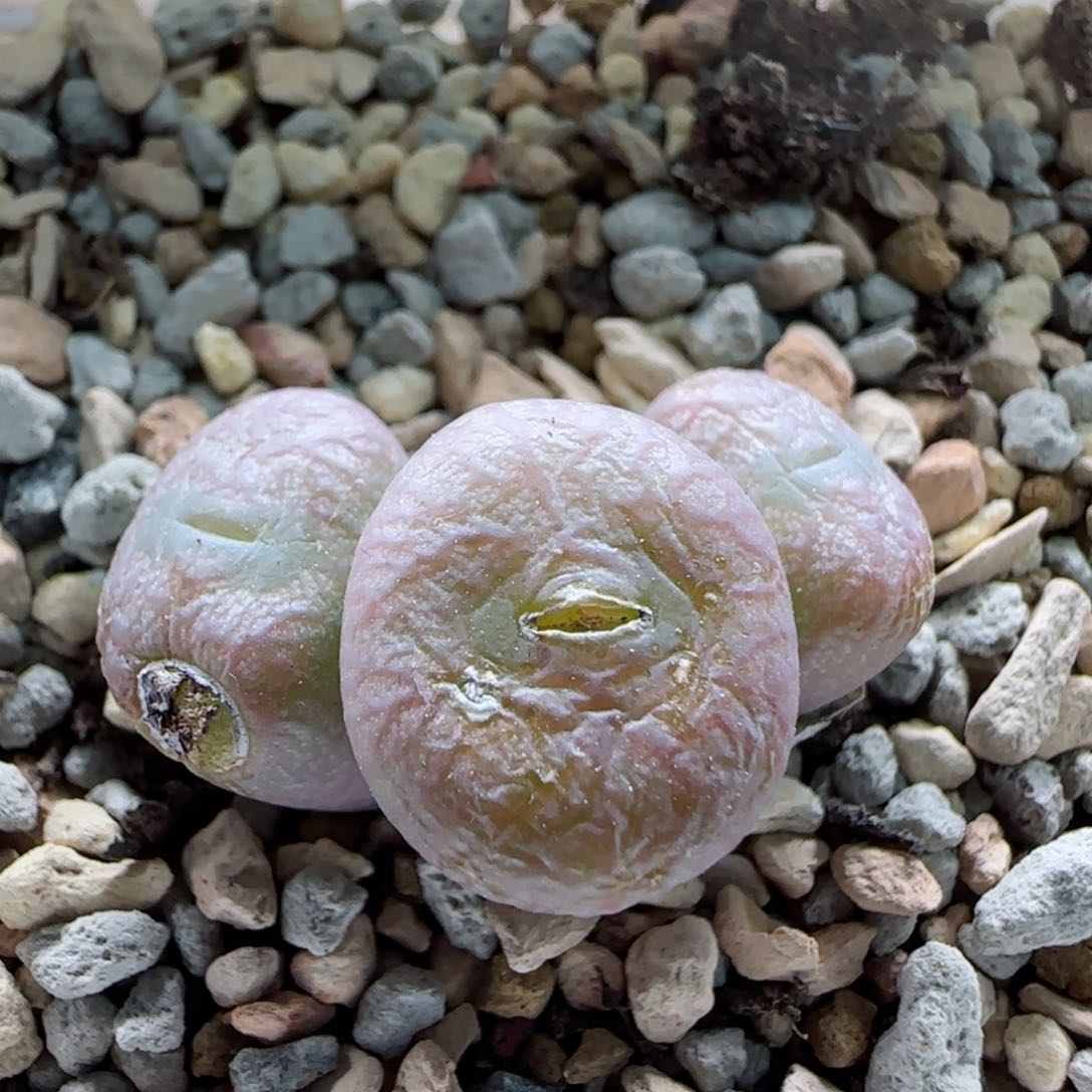 2-6-2-6当天满58包邮特价送奶工杂交脱土