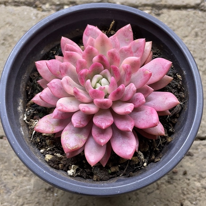 红宝石锦一物一拍