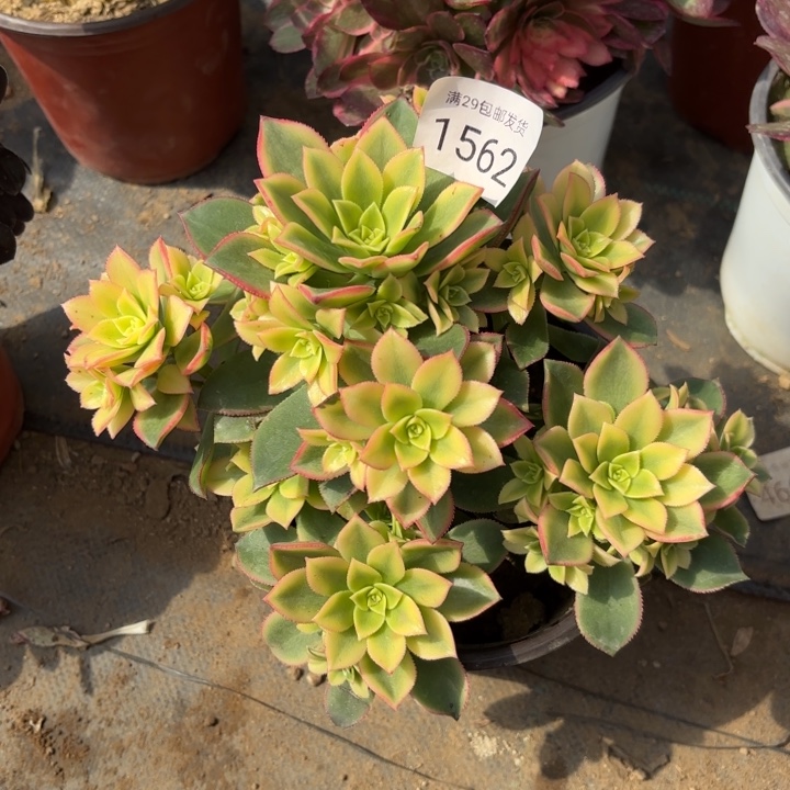 艳日辉多肉处氧化黑斑1562