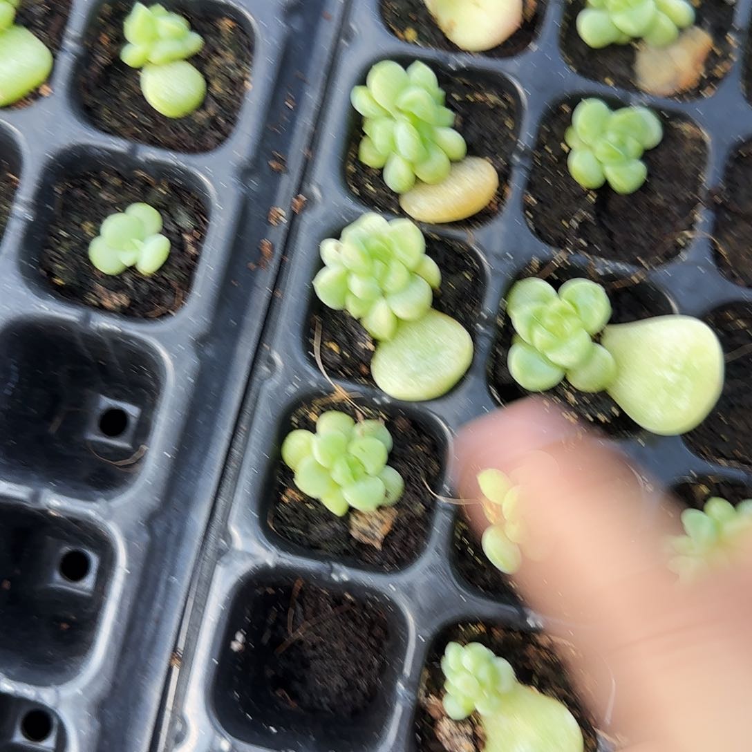 任姐姐白财富中苗穴一个满25包邮