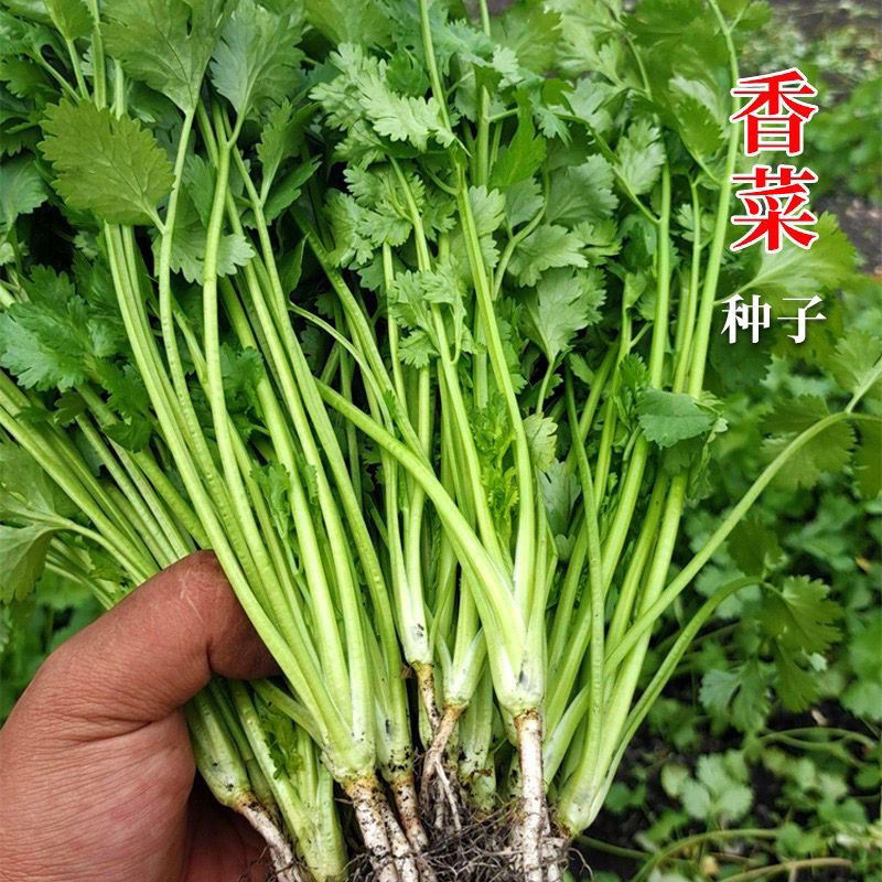 「速生香菜」四季速生大叶香菜新鲜香菜香味浓烈农家种盆栽c
