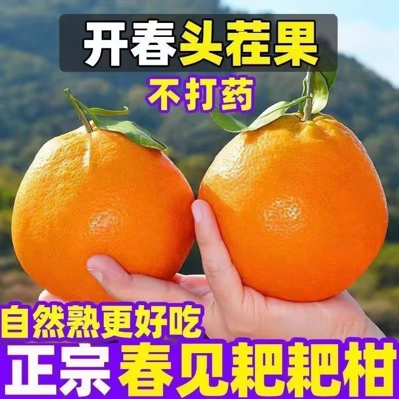 【现摘现发】正宗四川春见耙耙柑 基地直发 应季水果 爆汁香甜