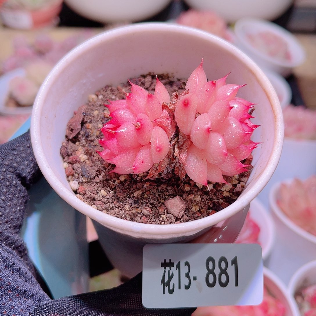 花利美13-881海王