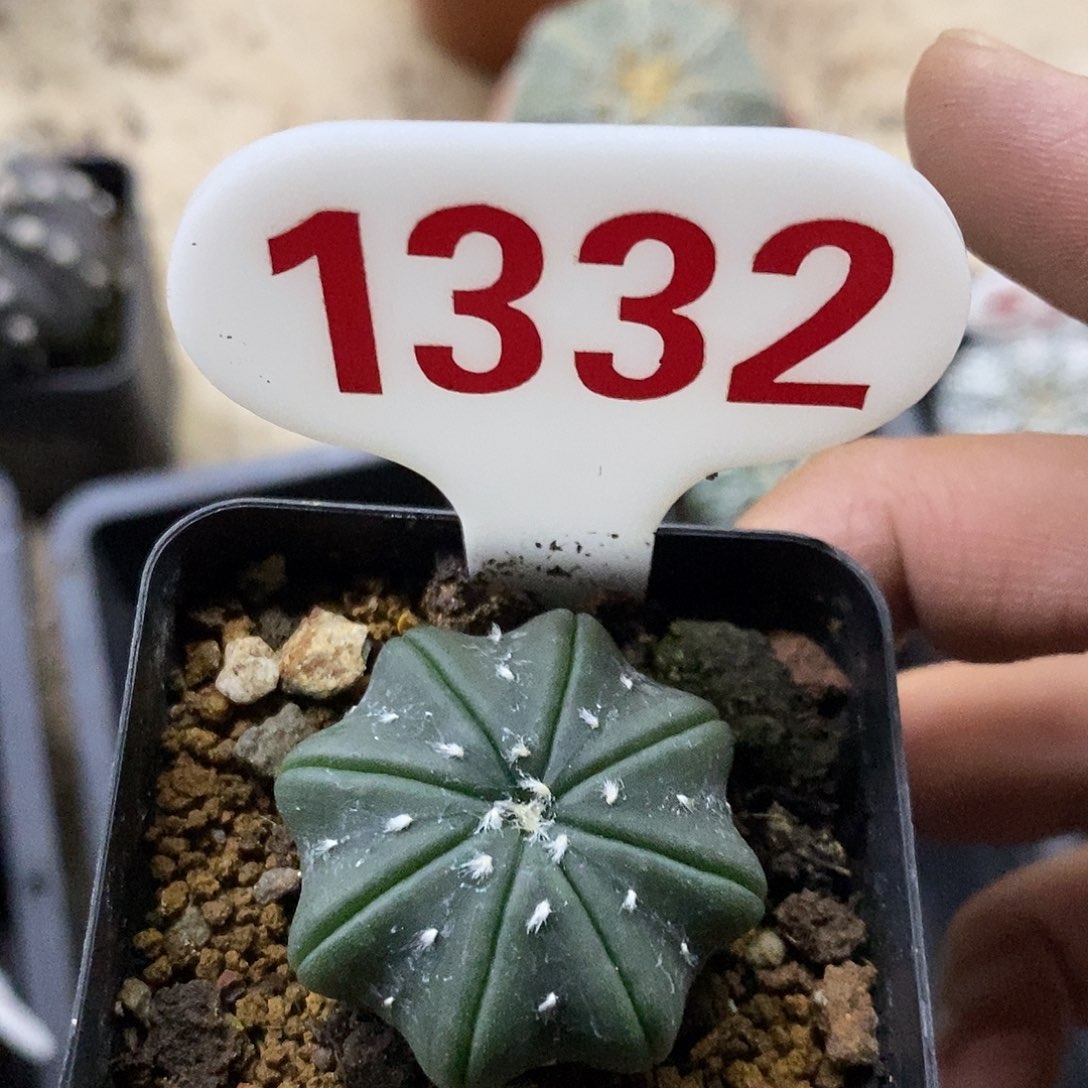 风***起1332特价来了打电话来