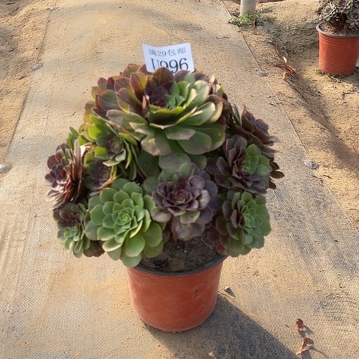 996花月夜    多肉植物    