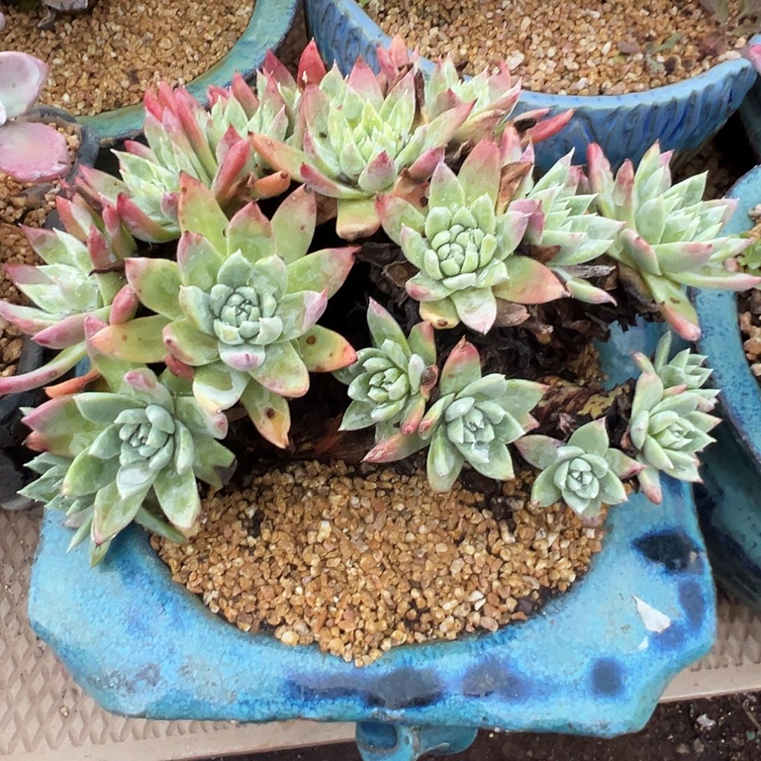 7850苹果叶杂交仙女杯