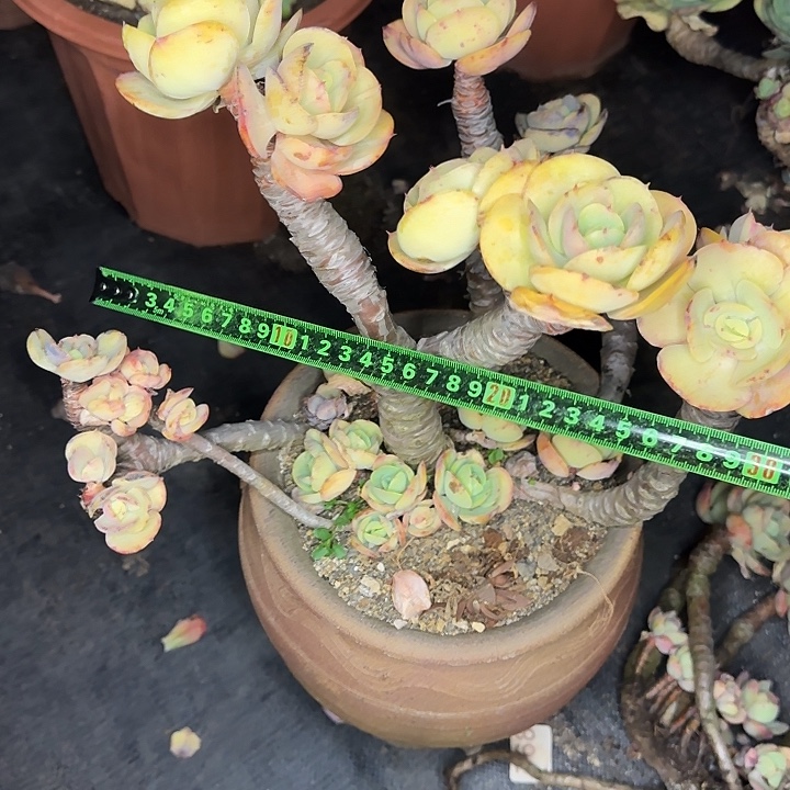 碧桃055 多肉植物一物一拍