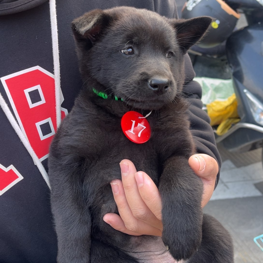 Q***人中华田园犬小黑母