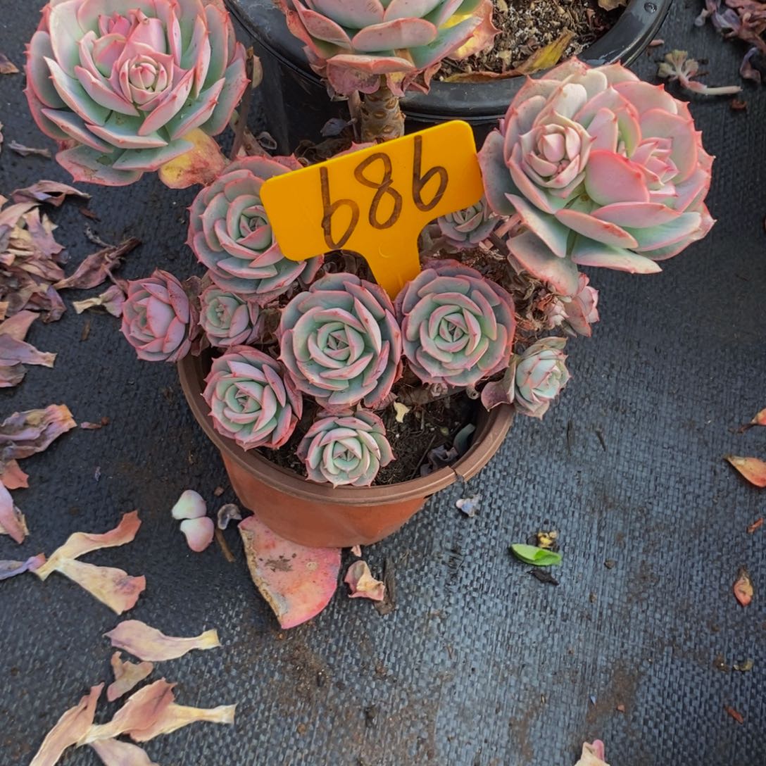 孙***意克罗地亚玫瑰686。         