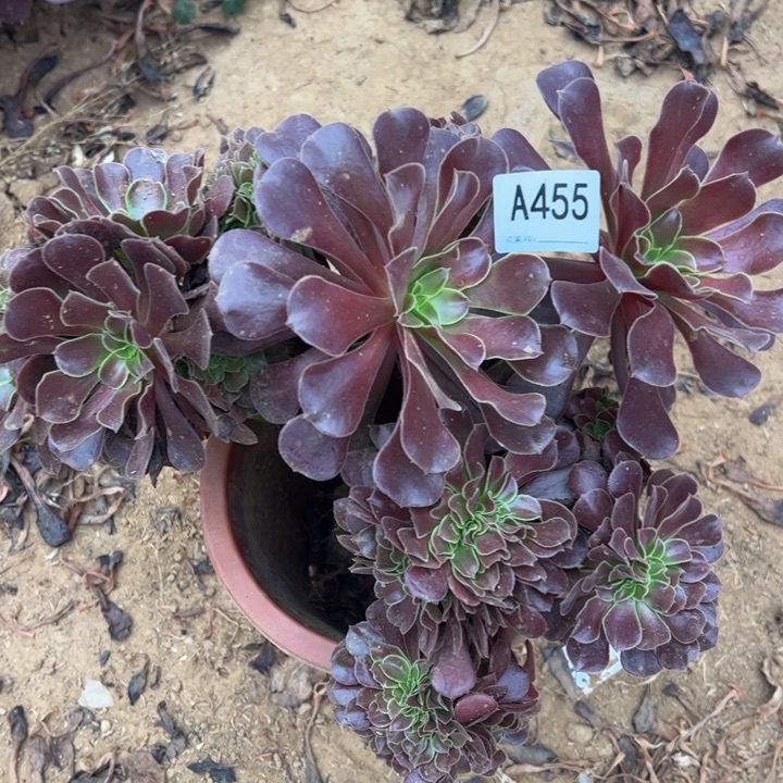 欧缀多肉植物455.