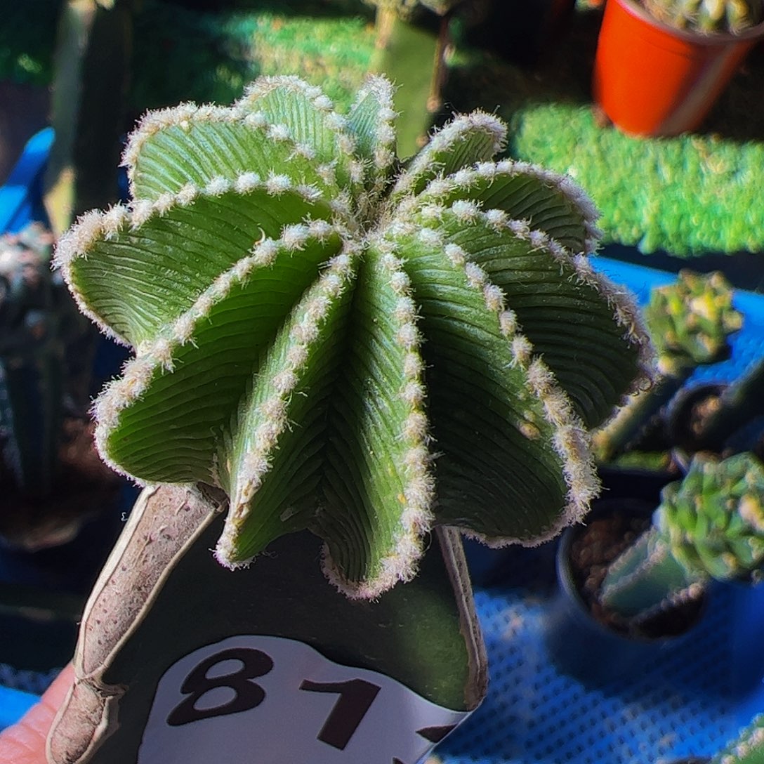 无花朵福利辛顿花笼813