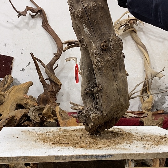 小***刀柏木我们都是好孩子