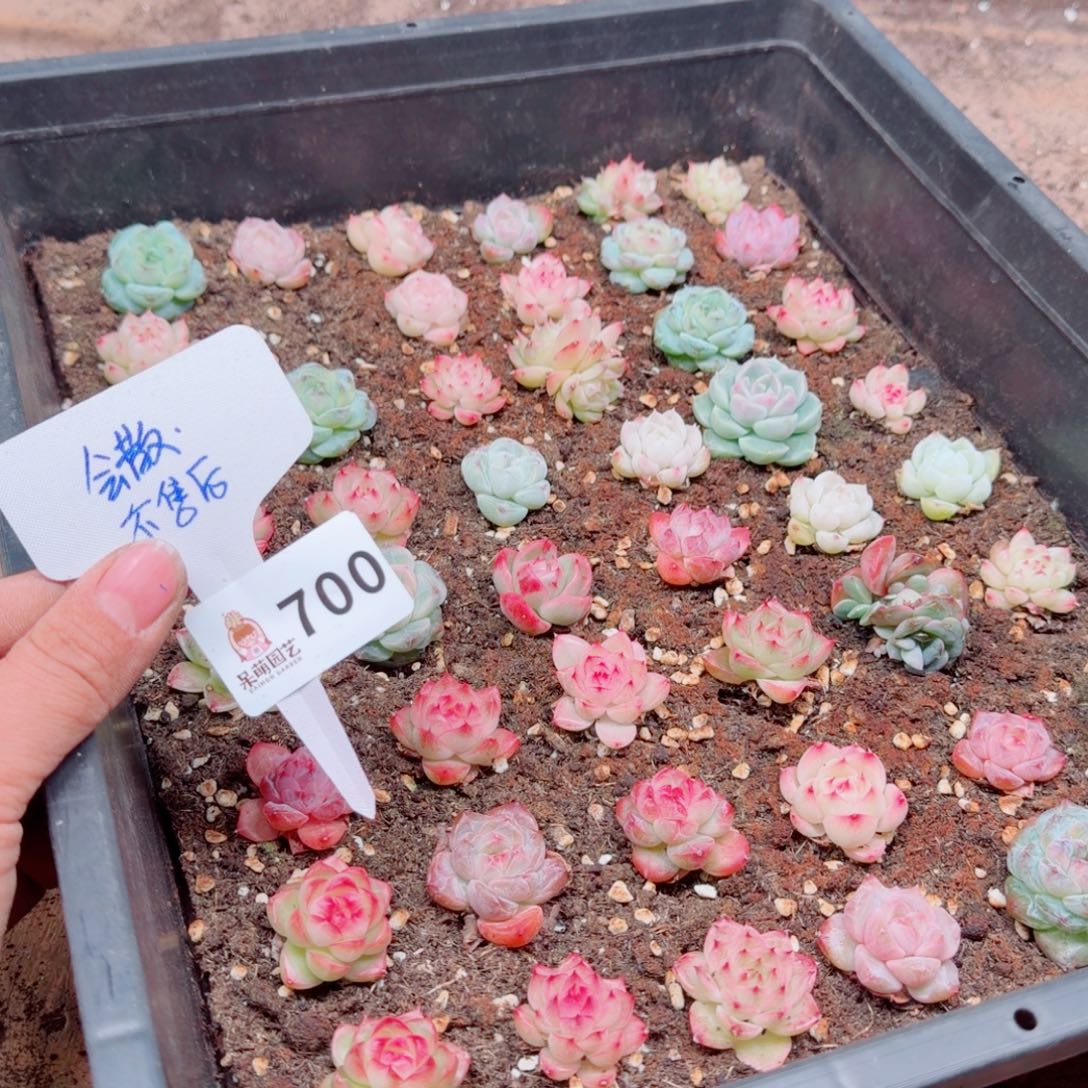 多肉植物多肉植物