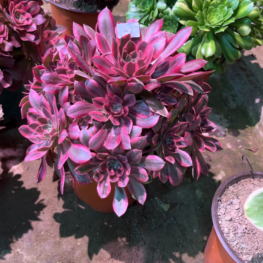 多肉植物浣纱229