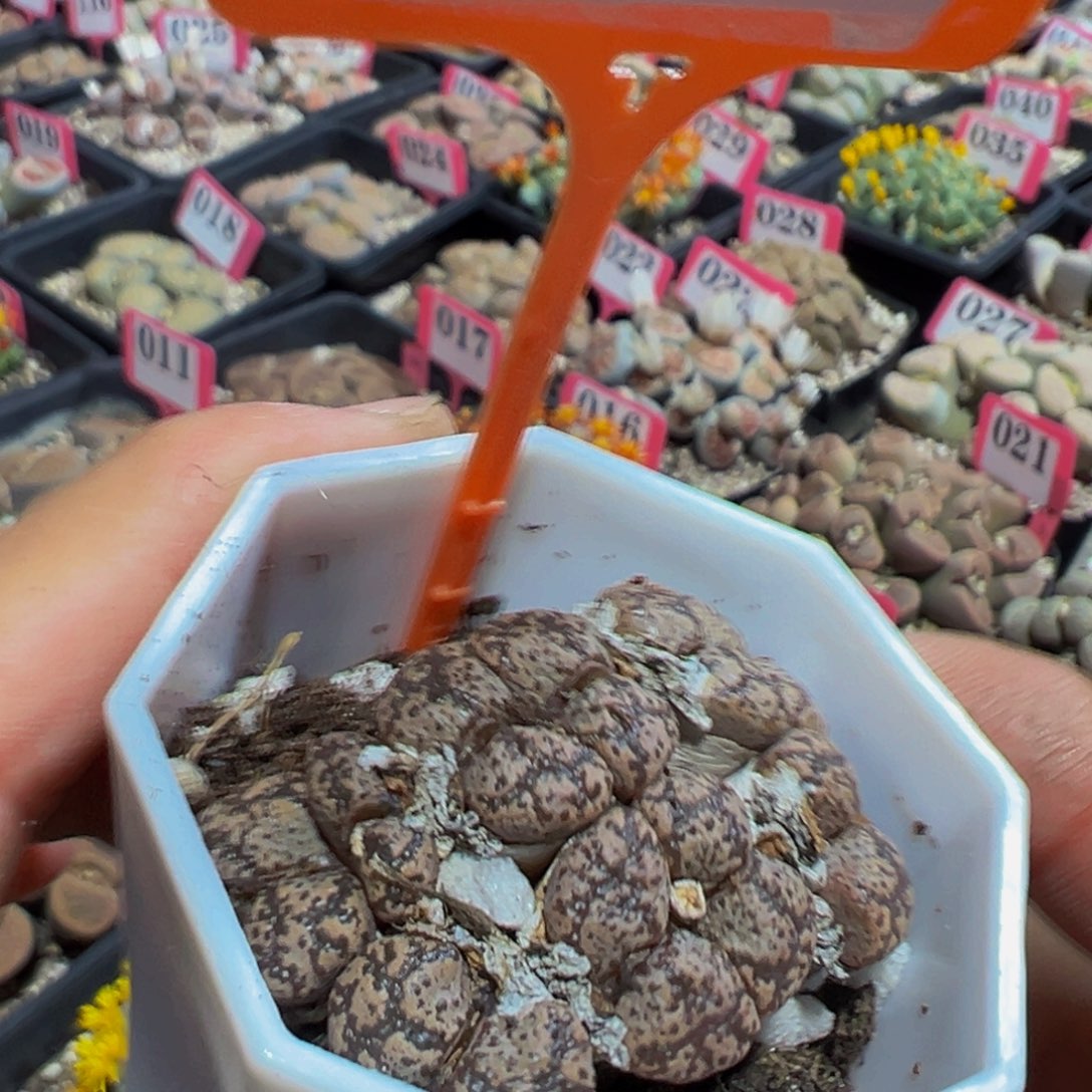 111 一物一拍，默认有伤，介意勿拍，不退不换