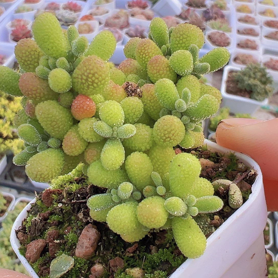 翡翠枝干19包邮多肉植物