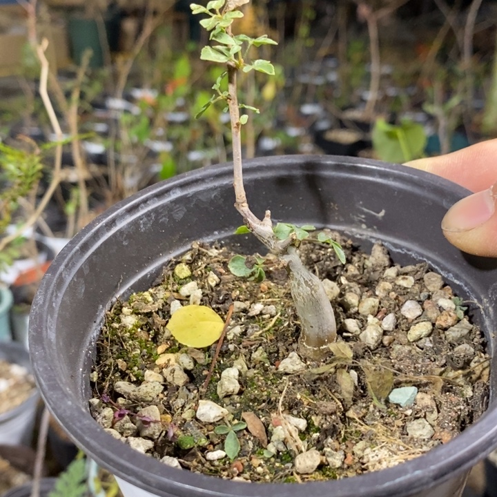 绒叶橄榄带盆土实生